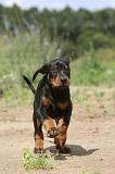 DOBERMANN 731